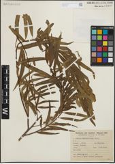 Foto von Salix humboldtiana Willd.